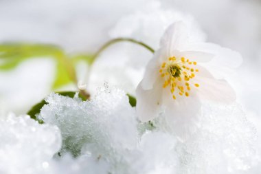 Flower Anemona Nemorosa covered with snow after snowfall in the spring clipart