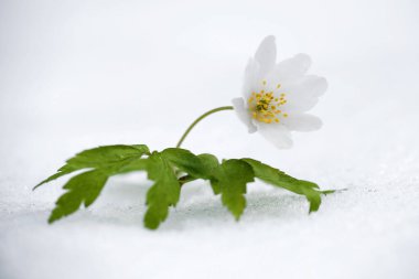 Flower Anemona Nemorosa covered with snow after snowfall in the spring clipart