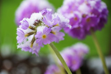 İlkbaharda kar yağdıktan sonra karla kaplı Primula çiçeği.
