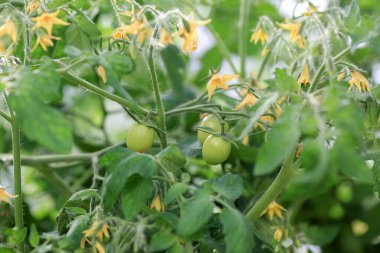 Serada çiçek açan kiraz domatesleri ile yaz arkaplanı 