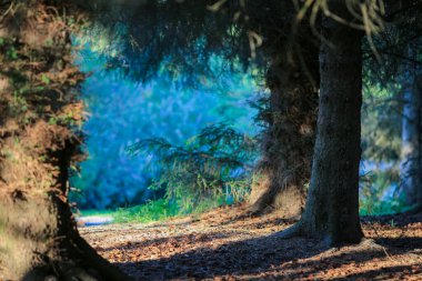 Picea sitchensis, Sitka ladini, gövde çapı göğüs hizasında olan büyük, kozalaklı, her zaman yeşil bir ağaçtır. Dünyanın açık ara en büyük ladin türü ve beşinci büyük kozalaklı kozalaklısıdır.