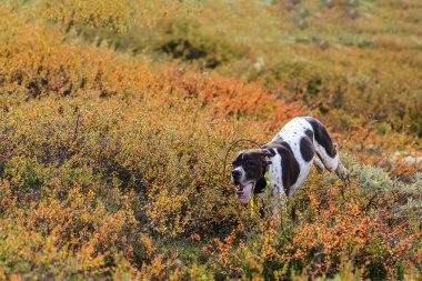 Köpek ingilizcesi Norveç 'te dağlarda avlanıyor.