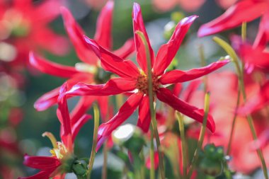 Dahlia sonbaharda çiçek açan dikotipli bitkilerin (ayrıca Asteraceae olarak da bilinir) bir üyesidir.