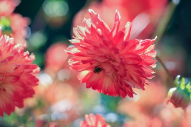 Dahlia sonbaharda çiçek açan dikotipli bitkilerin (ayrıca Asteraceae olarak da bilinir) bir üyesidir.