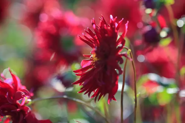 stock image Dahlia is a member of the Compositae (also called Asteraceae) family of dicotyledonous plants, blooming in the autumn