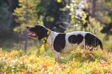 Ormanda köpek İngilizce işaretçi avcılık