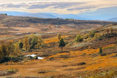 Norveç 'in orta kesimindeki Forollhogna Milli Parkı' nda Hint yazı