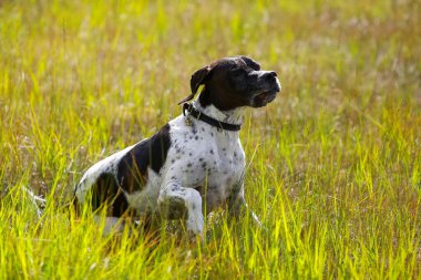 Köpek ingilizce işaretçisi sonbahar ormanında avlanıyor