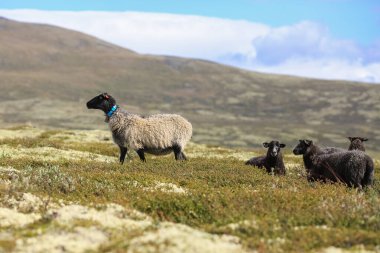 Norsk Pels-Sau ya da Norveçli Pelt olarak da bilinen Norveç Kürkü, hem et hem de postu için tutulan bir türdür..