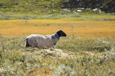 Norsk Pels-Sau ya da Norveçli Pelt olarak da bilinen Norveç Kürkü, hem et hem de postu için tutulan bir türdür..