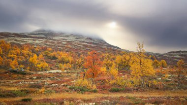 Norveç 'te sonbahar, Forollhogna Milli Parkı' nda sisli bir gün