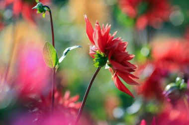 Dahlia sonbaharda çiçek açan dikotipli bitkilerin (ayrıca Asteraceae olarak da bilinir) bir üyesidir.