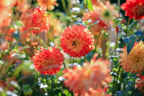 Dahlia sonbaharda çiçek açan dikotipli bitkilerin (ayrıca Asteraceae olarak da bilinir) bir üyesidir.