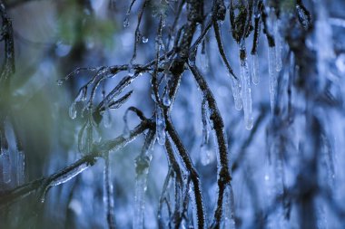 Sonbaharda soğuk soğuk yağmurdan sonra buzla kaplı ağaç dalı
