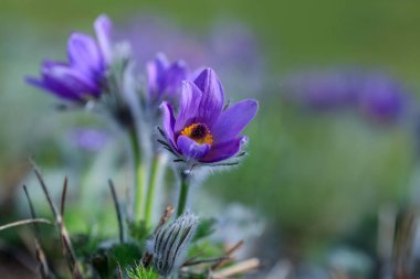 Pulsatilla vulgaris, düğün çiçeği familyasından (Ranunculaceae) bir bitki türüdür.)