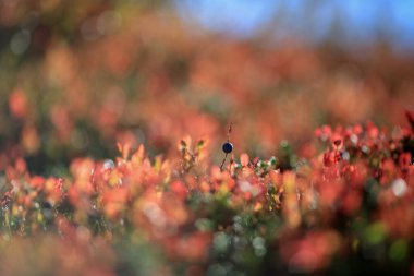 Dağlarda alp bitkisi olan sonbahar arkaplanı 
