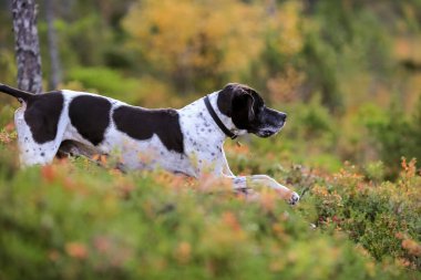 Köpek ingilizce işaretçisi sonbahar ormanında avlanıyor