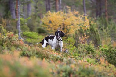 Köpek ingilizce işaretçisi sonbahar ormanında avlanıyor