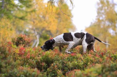 Köpek ingilizce işaretçisi sonbahar ormanında avlanıyor