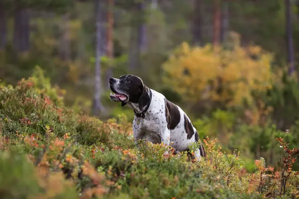 Köpek ingilizce işaretçisi sonbahar ormanında avlanıyor