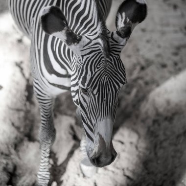 Zebra (subgenus Hippotigris), Afrika 'nın kendine özgü siyah-beyaz çizgili atlarıdır.