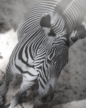 Zebra (subgenus Hippotigris), Afrika 'nın kendine özgü siyah-beyaz çizgili atlarıdır.