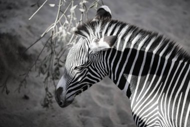 Zebra (subgenus Hippotigris) is African equines with distinctive black-and-white striped coats clipart