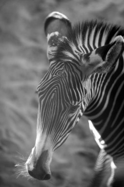 Zebra (subgenus Hippotigris) is African equines with distinctive black-and-white striped coats clipart