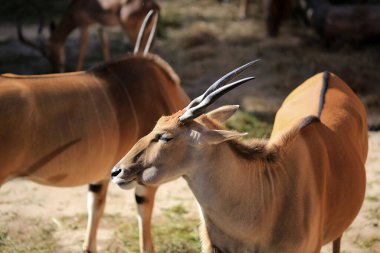 İmpala ya da rooibok (Aepyceros melampus), Doğu ve Güney Afrika 'da bulunan bir antiloptur..