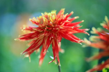 Dahlia sonbaharda çiçek açan dikotipli bitkilerin (ayrıca Asteraceae olarak da bilinir) bir üyesidir.