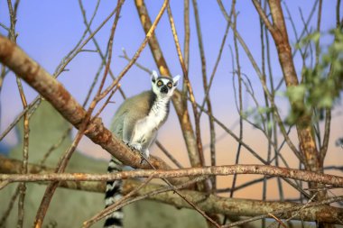 Halka kuyruklu lemur (Lemur catta) strepsirrhine primatıdır ve Lemuridae 'ye aittir..