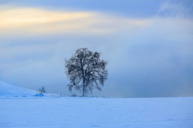 Snowy winter in Troendelag, view of the snowy tree on the meadow   during sunset clipart