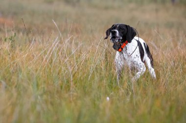 Ormanda köpek İngilizce işaretçi avcılık