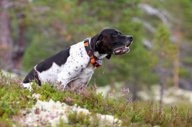 Köpek İngilizce işaretçi ormanda oturan 