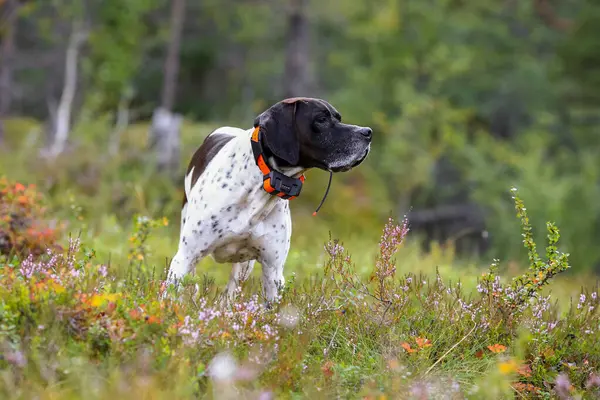 Ormanda köpek İngilizce işaretçi avcılık