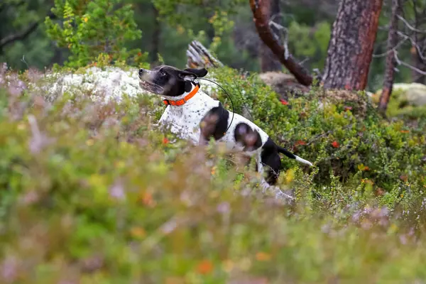 Ormanda köpek İngilizce işaretçi avcılık