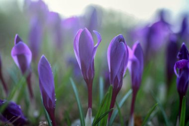 Parkta çiçek açan mavi Crocus bitkisi çiftliği