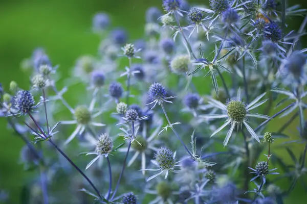 Eryngium giganteum (yaygın olarak 