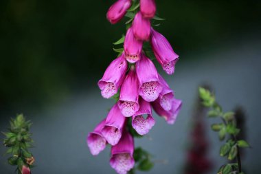 Yeşil arka planda çiçek açan sağlık bitkisi Foxglove (Digitalis Purpurea)