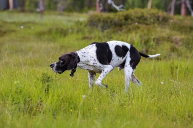 Köpek ingilizcesi bataklıkta avlanıyor.