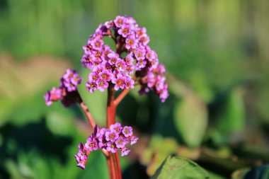 Çiçekli mor tıp fabrikası Bergenia Cordifolia, yakın plan.