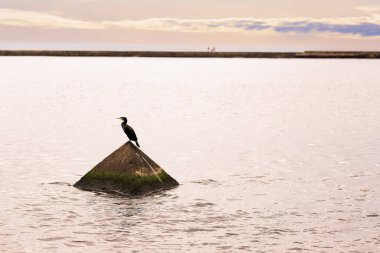 View of the Rigas bay near Mangalsala lighthouse .Lonely cormorant enjoing autumn sunset clipart