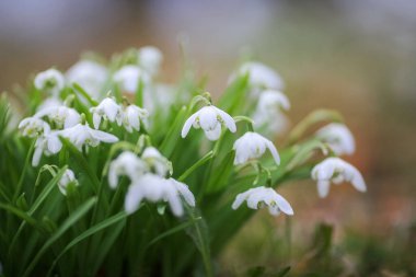 Galanthus nivalis, Galanthus cinsi içinde en çok bilinen ve en yaygın tür olan Galanthus 'dur..