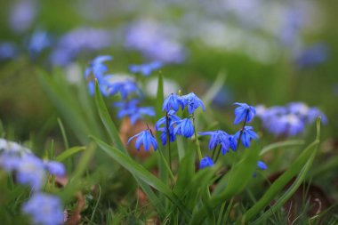 Parkta çiçek açan mavi bitki Scilla Siberica ile bahar arkaplanı