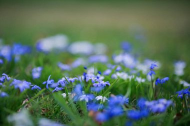 Parkta çiçek açan mavi bitki Scilla Siberica ile bahar arkaplanı