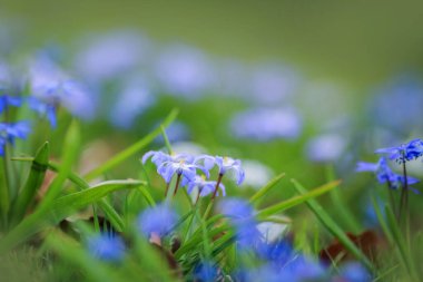 Parkta çiçek açan mavi bitki Scilla Siberica ile bahar arkaplanı