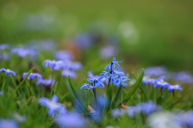 Parkta çiçek açan mavi bitki Scilla Siberica ile bahar arkaplanı