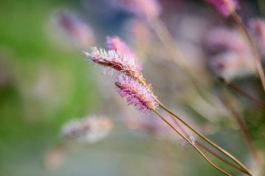 Sanguisorba obtusa, Japonya 'ya özgü pembe şişe fırçası çiçekleri olan uzun ömürlü bir bitkidir.. 