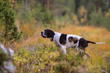 Köpek ingilizce işaretçisi sonbahar ormanında avlanıyor