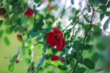 Çiçek açan mor Rosa chinensis, yaygın olarak Çin gülü, Çin gülü veya Bengal gülü olarak bilinir, Rosa cinsinin bir üyesidir.